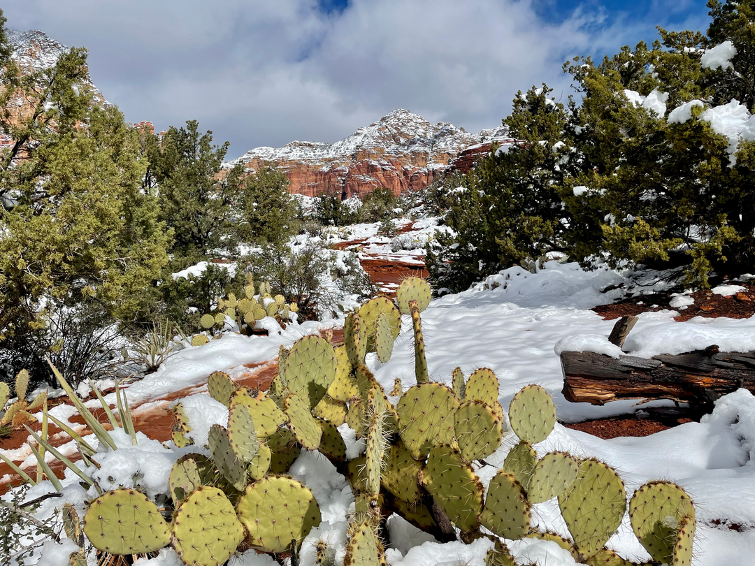 SNOWdona Mountain Bike Festival Recap